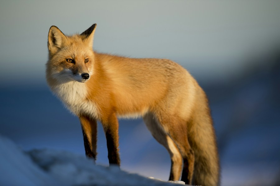 A fox in a woodland setting