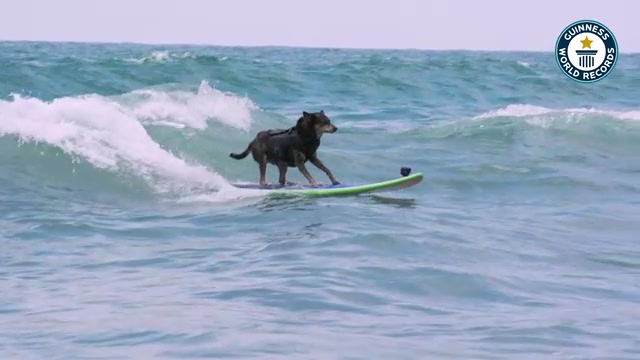 Abbie Girl standing on a surfboard as a wave carries her towards the beach