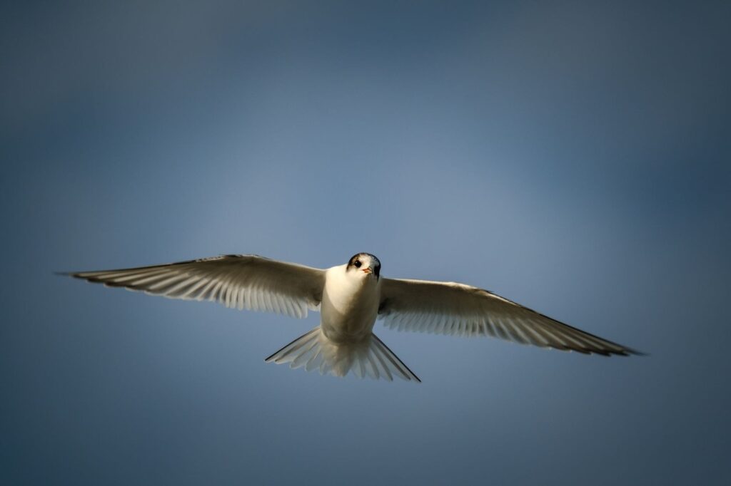 An Arctic tern in flight against a blue sky, wings spread wide