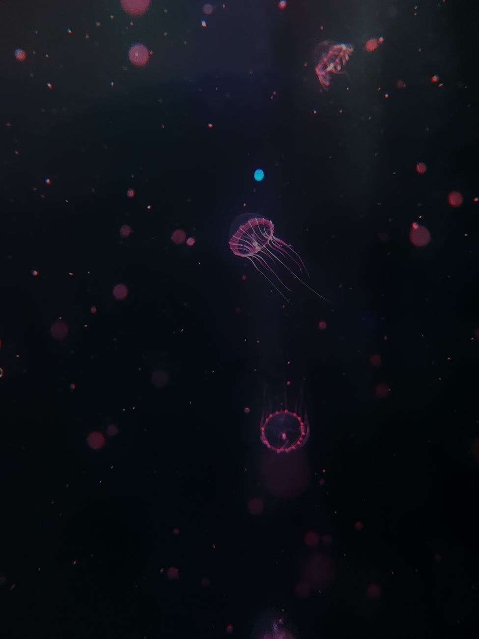 Pink jellyfish against a dark background.
