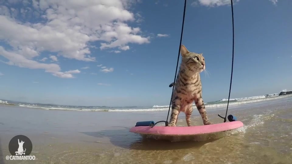 Boomer standing on a pink skimboard in shallow beach water