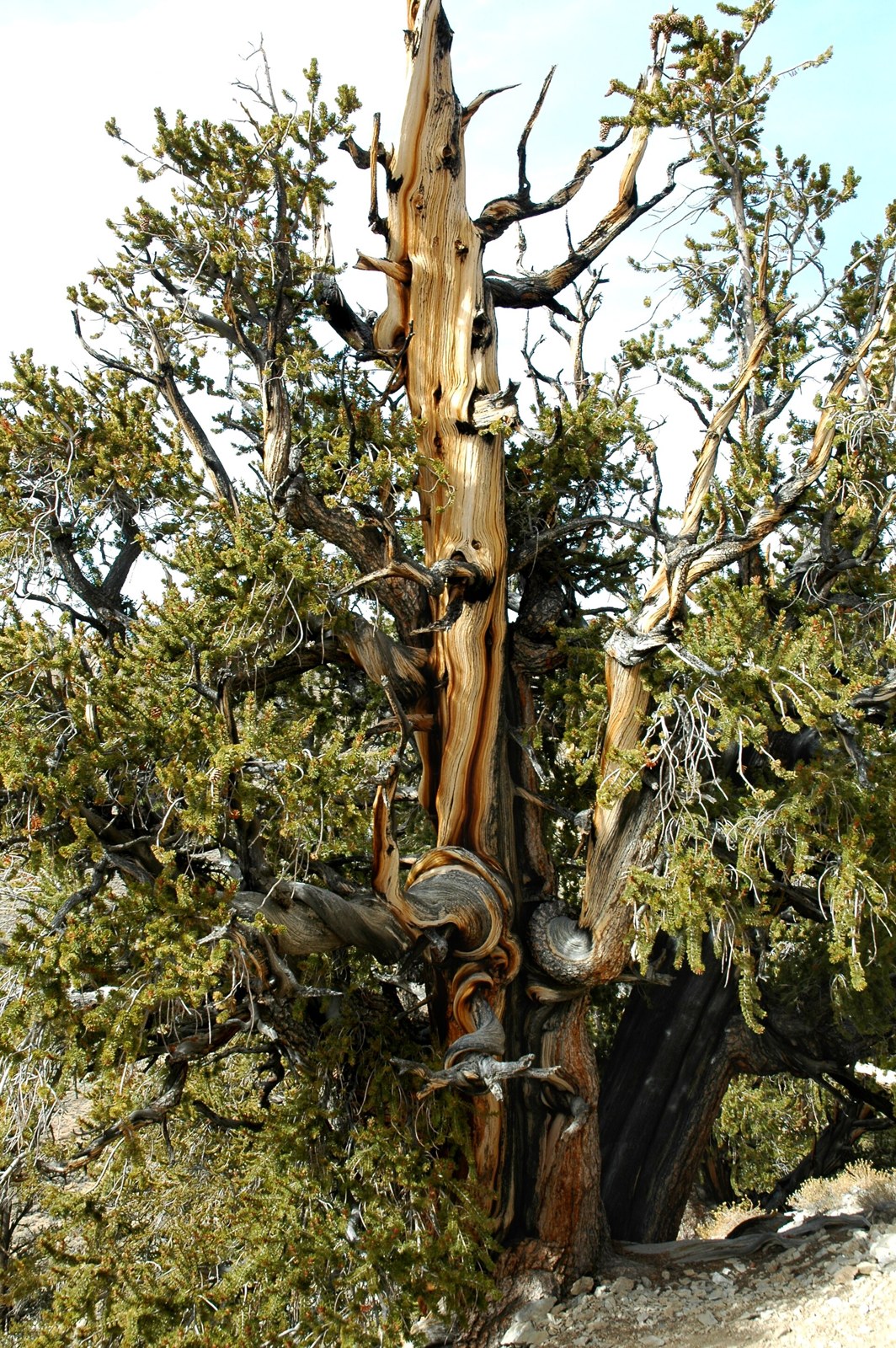 A gnarled bristlecone pine with a twisted trunk and dense green needles