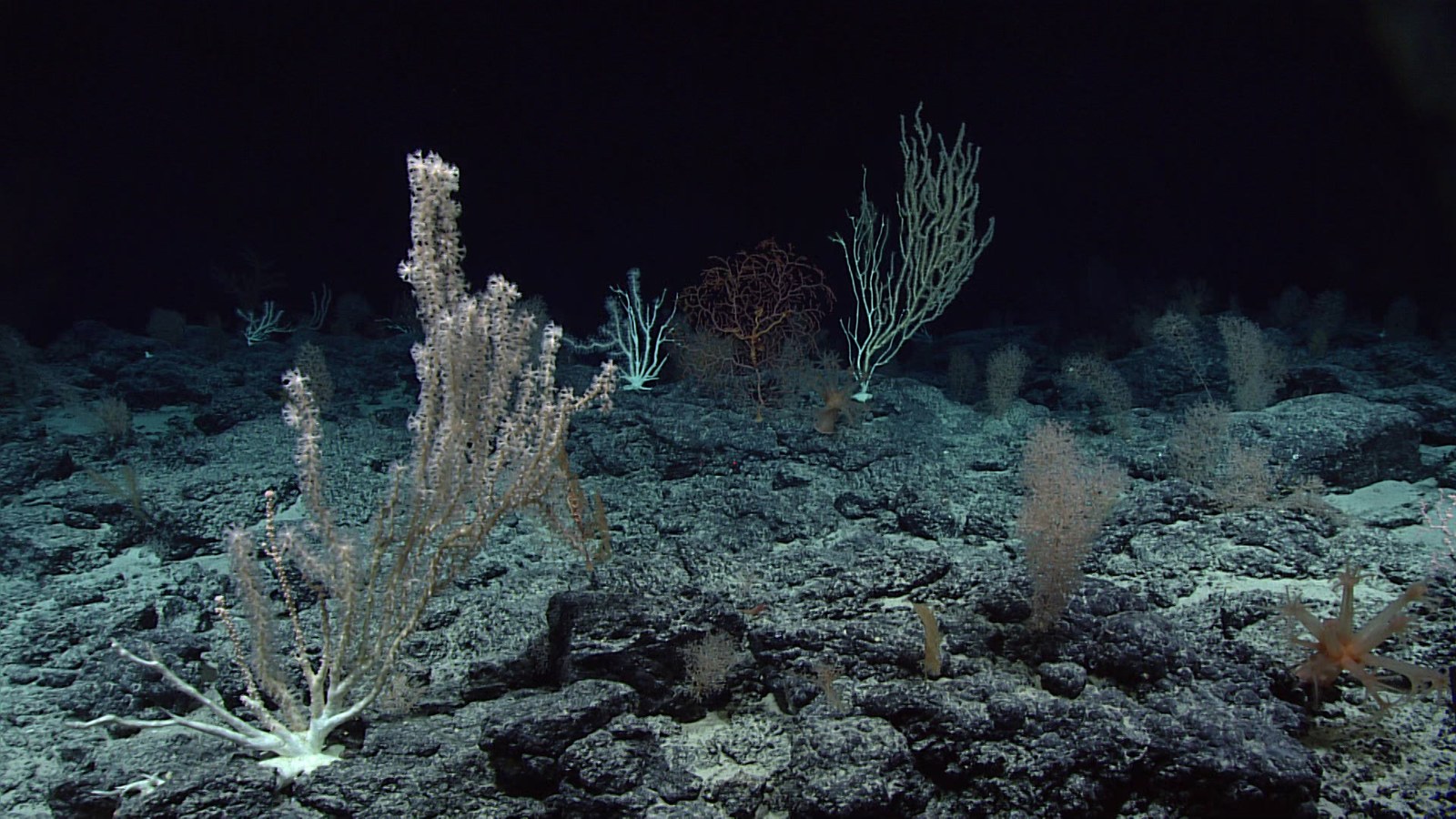 Deep-sea corals growing on the dark rocky floor of Wagner Seamount
