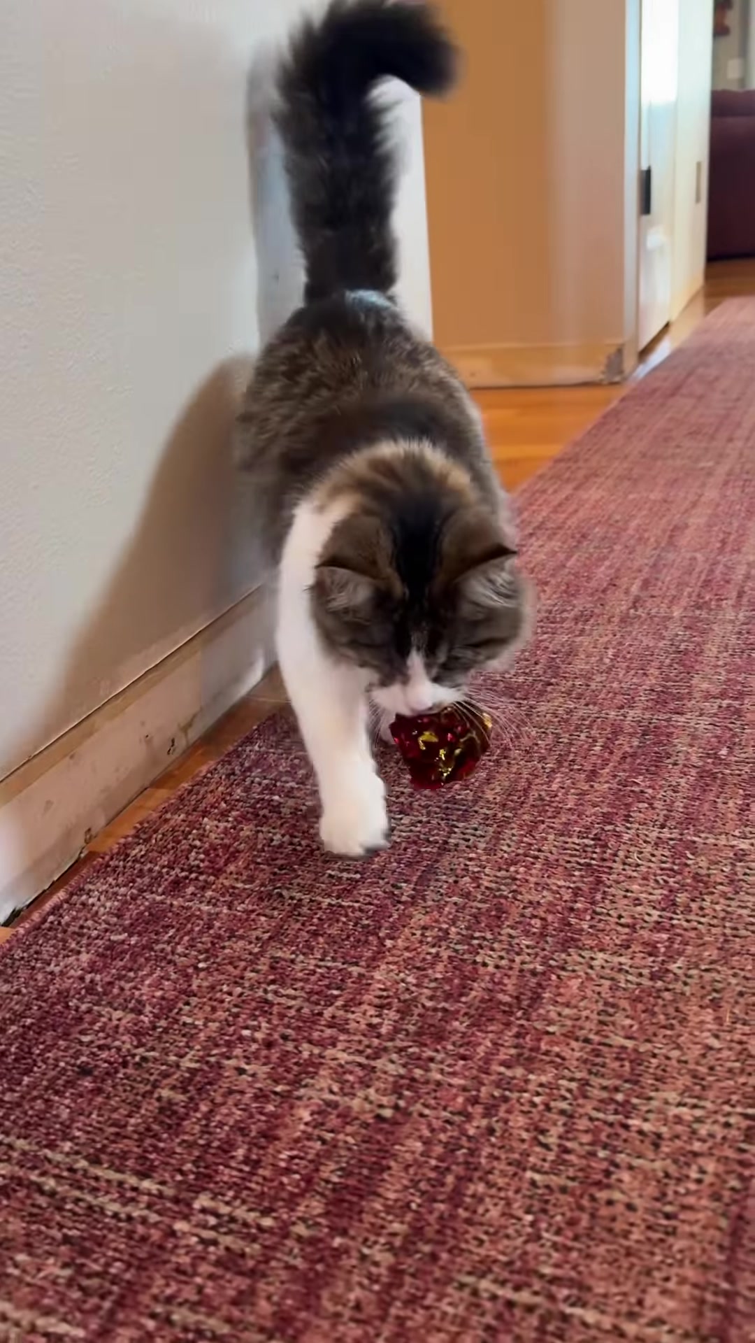 Lettuce carrying a toy back along a hallway