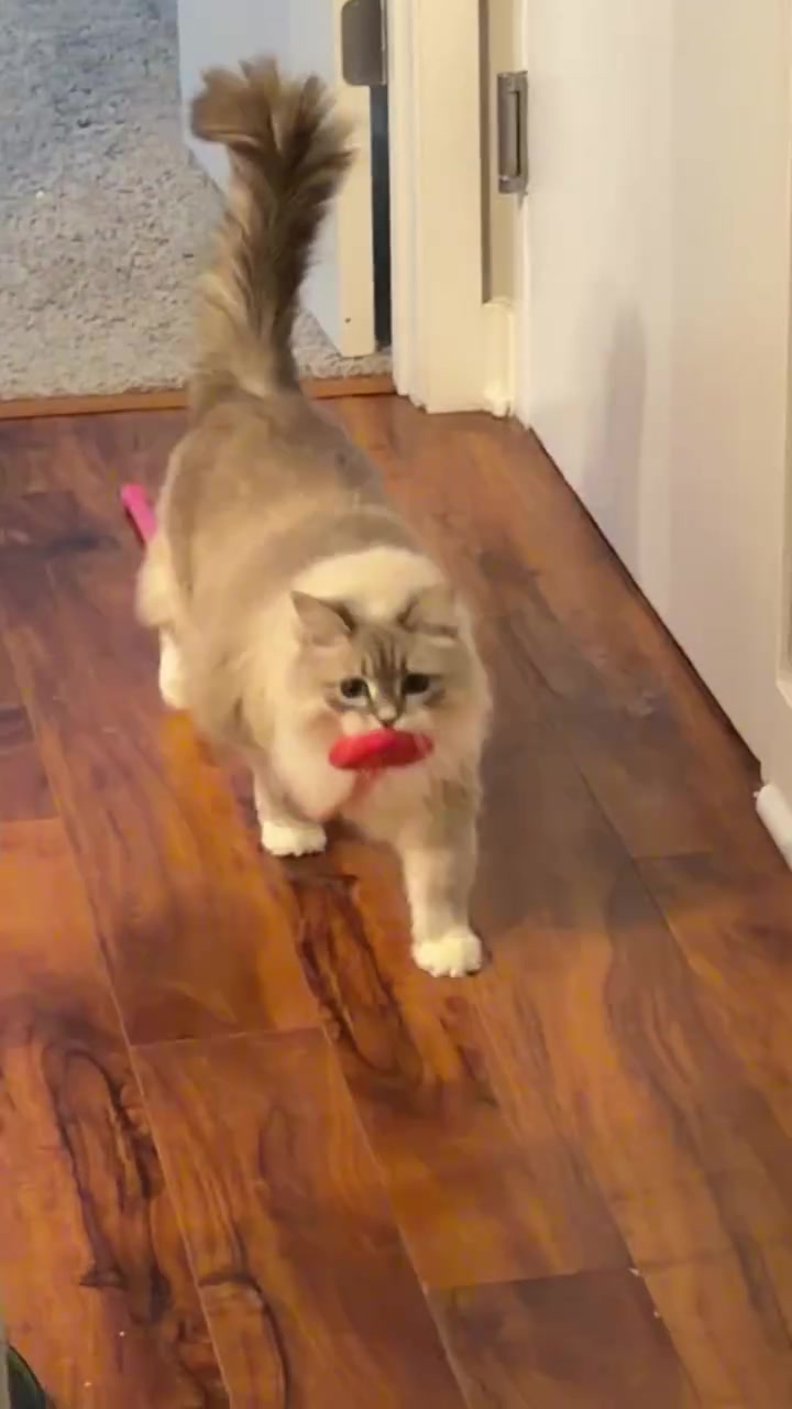 Lola carrying a red toy towards her owner