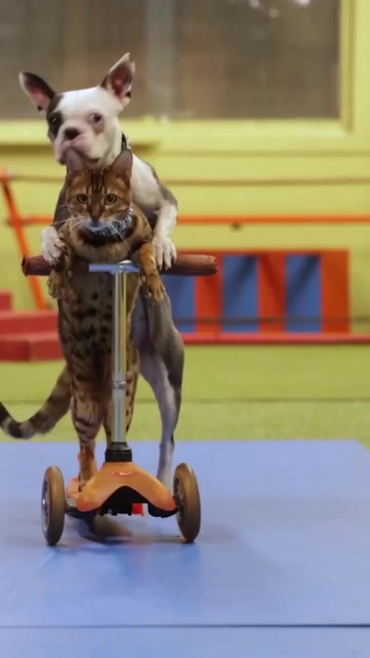 Lollipop the Boston Terrier riding a scooter behind Sashimi the Bengal cat