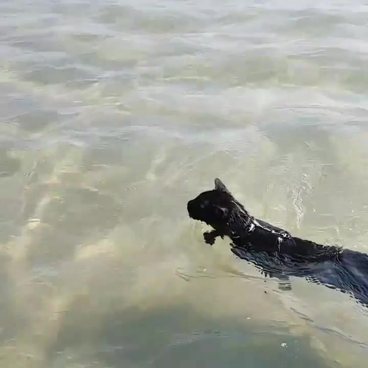Nathan the black cat swimming through shallow sea water