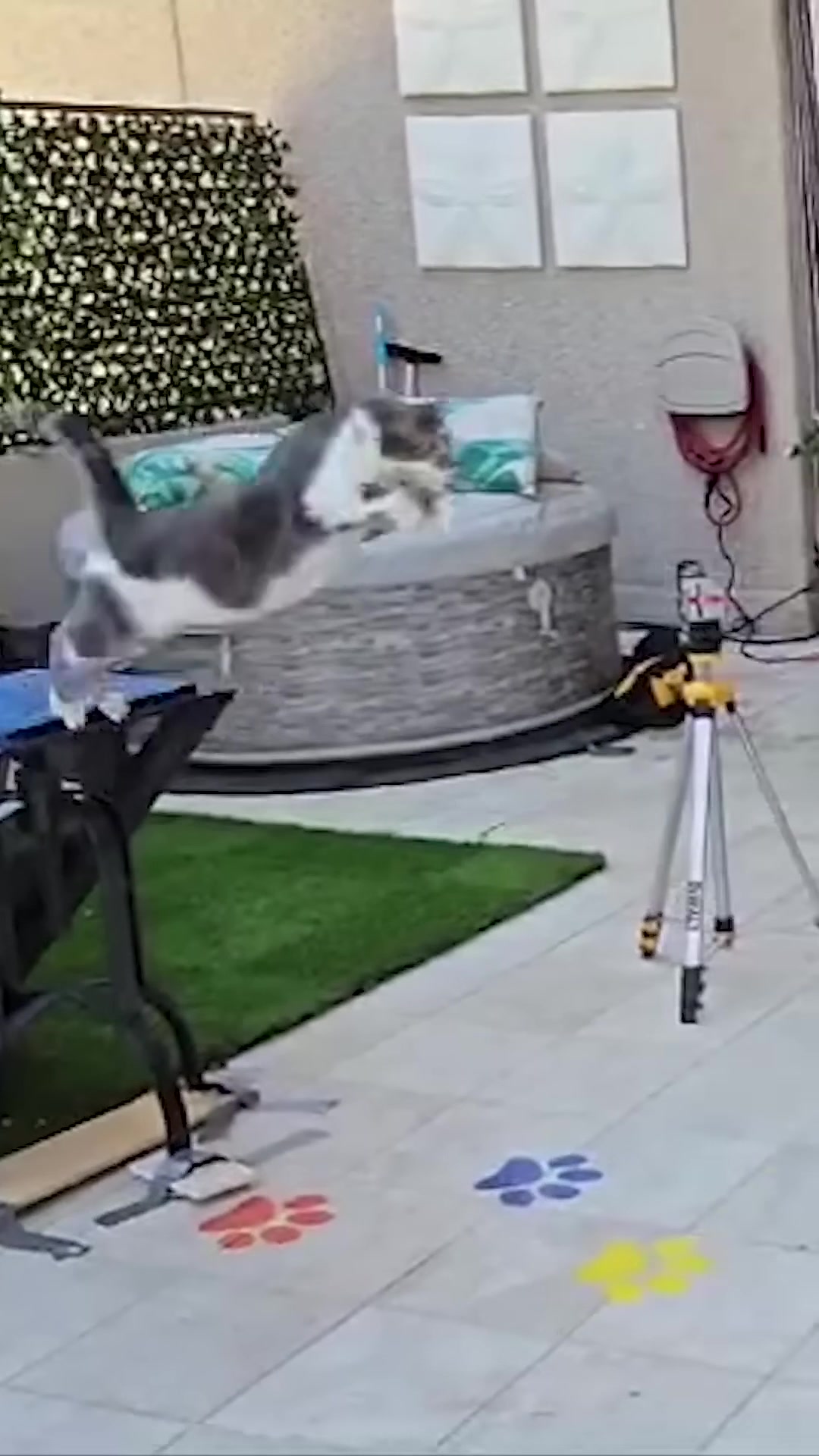 Oscar the rescue cat airborne during a horizontal jump between raised platforms