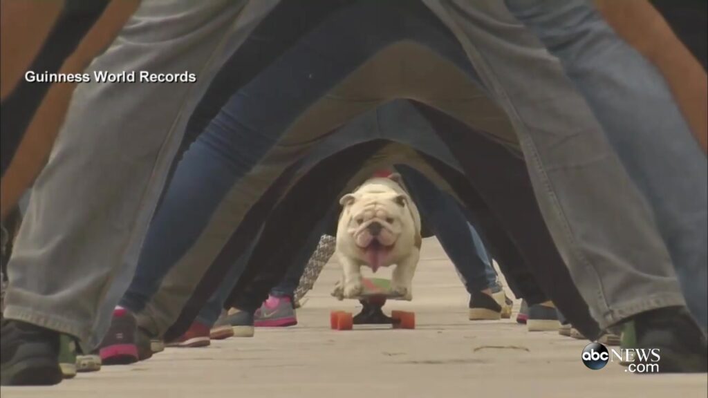 Otto the bulldog riding a skateboard through a tunnel formed by people’s legs