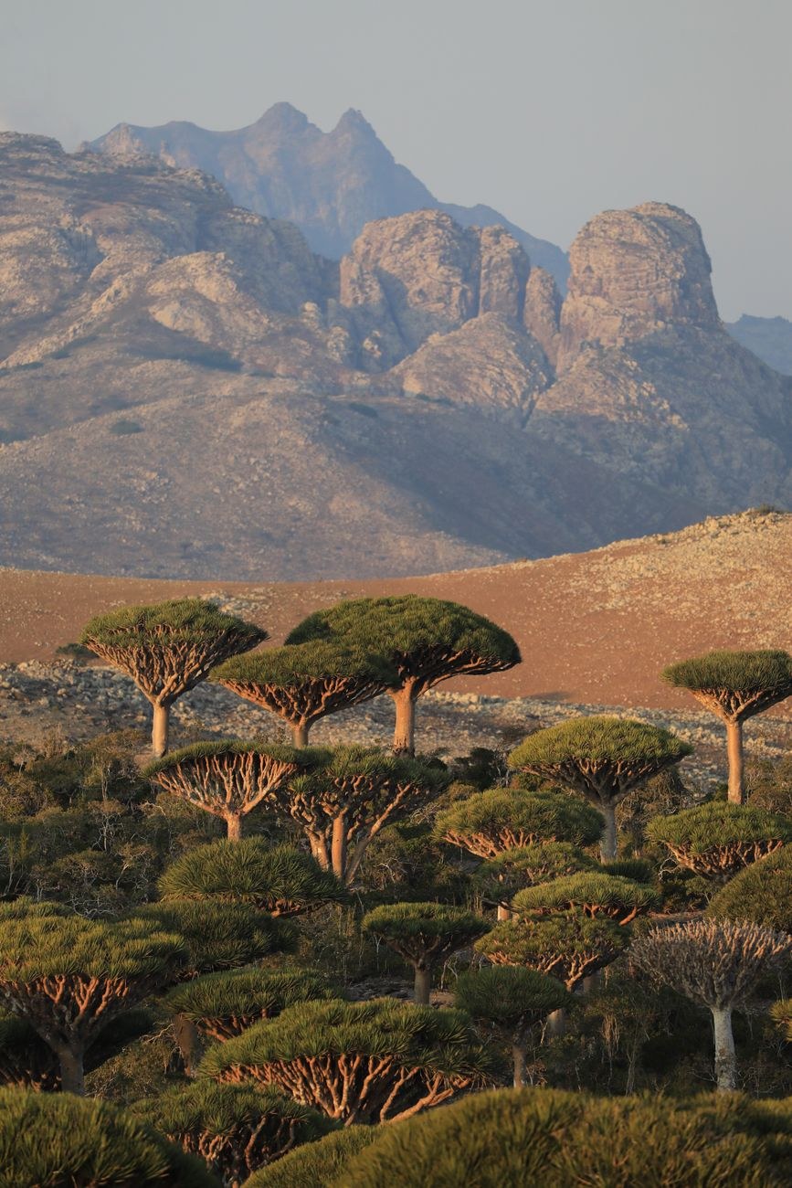 Dragon's blood trees with umbrella-shaped crowns on Socotra with mountains behind