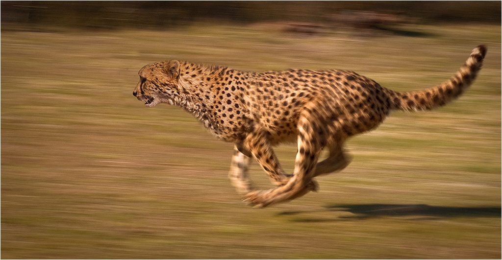 A cheetah in full stride across blurred golden grassland