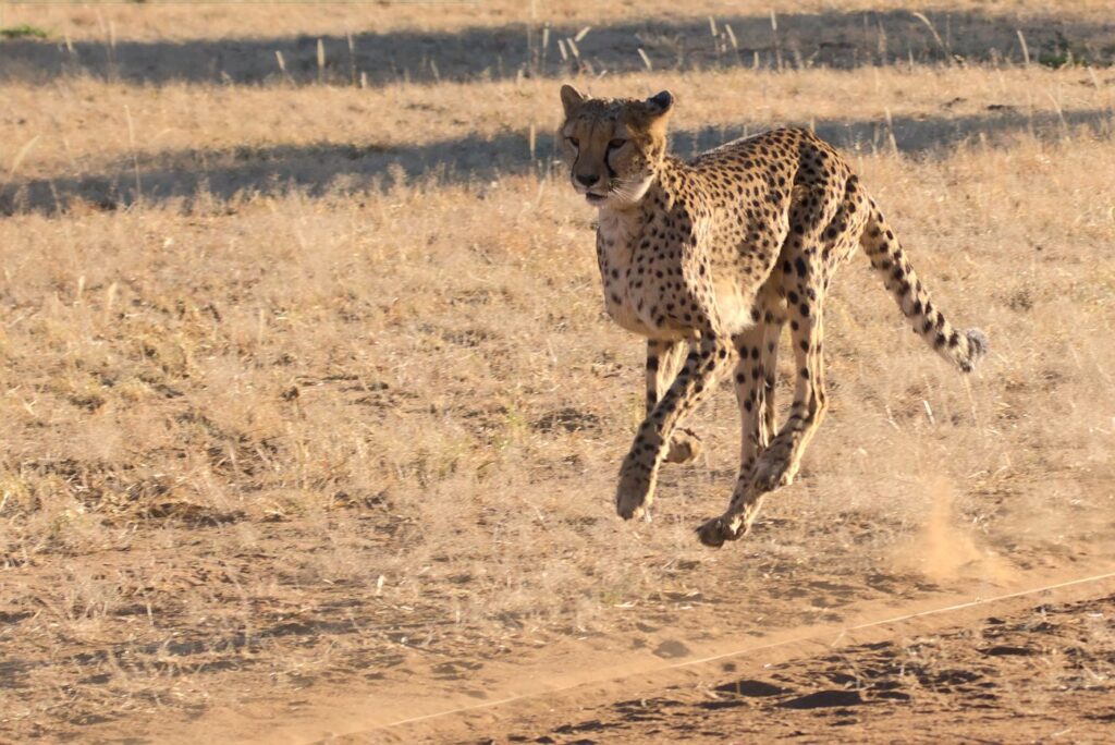 A cheetah running on dry ground with a puff of dust behind its feet