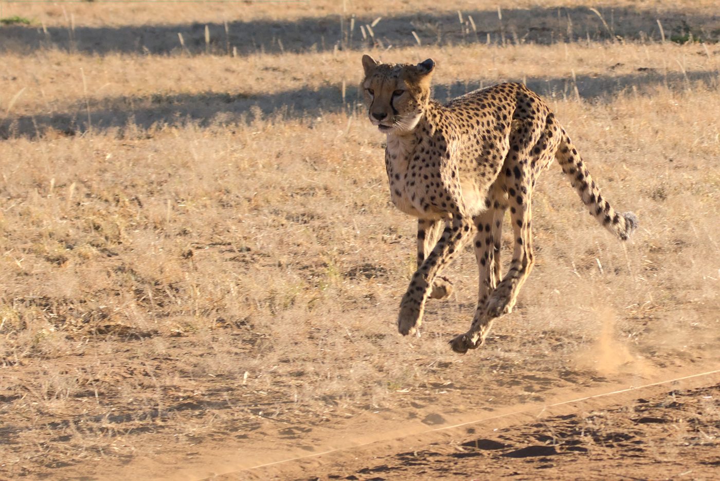 A cheetah running on dry ground with a puff of dust behind its feet