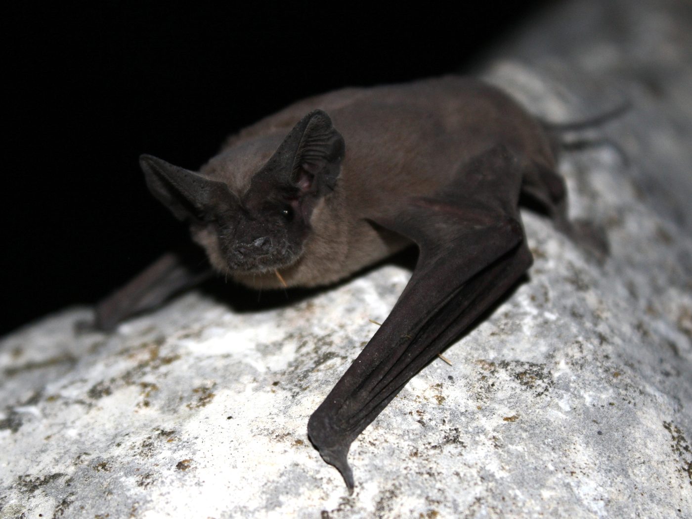 A dark brown free-tailed bat resting on a pale rock