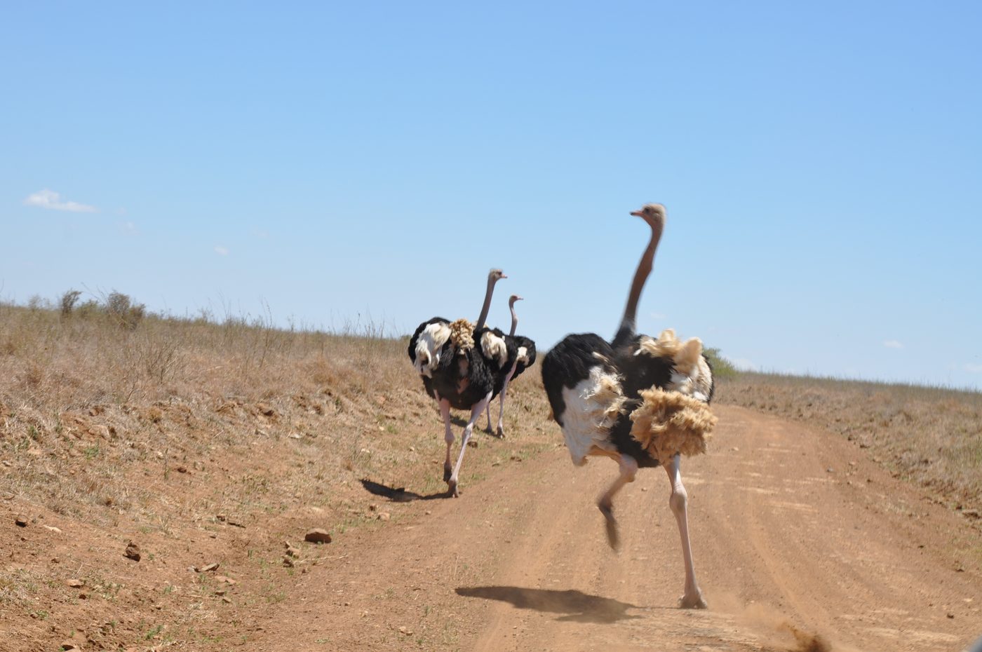 Ostriches running along a dirt track under a blue sky