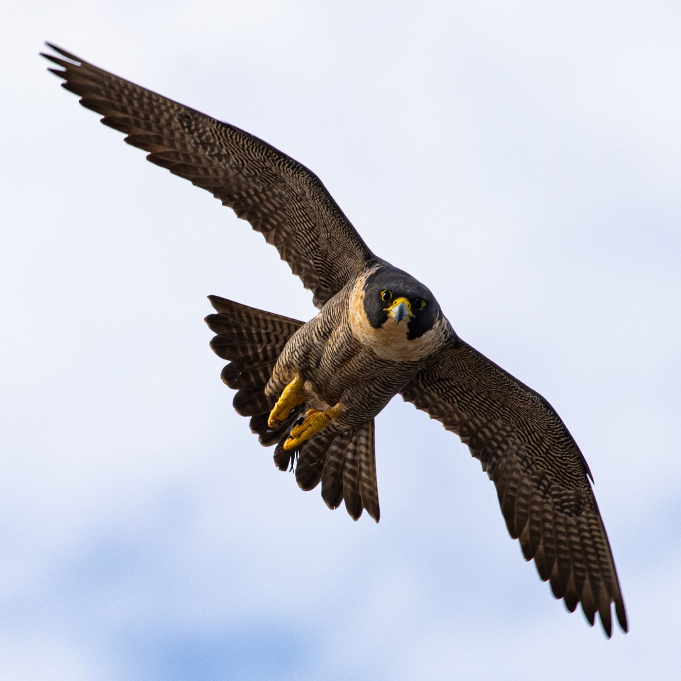 A peregrine falcon in flight against a pale sky with its wings spread and talons forward