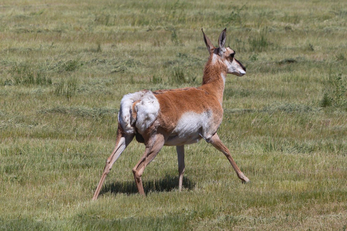 A pronghorn walking across short green grass
