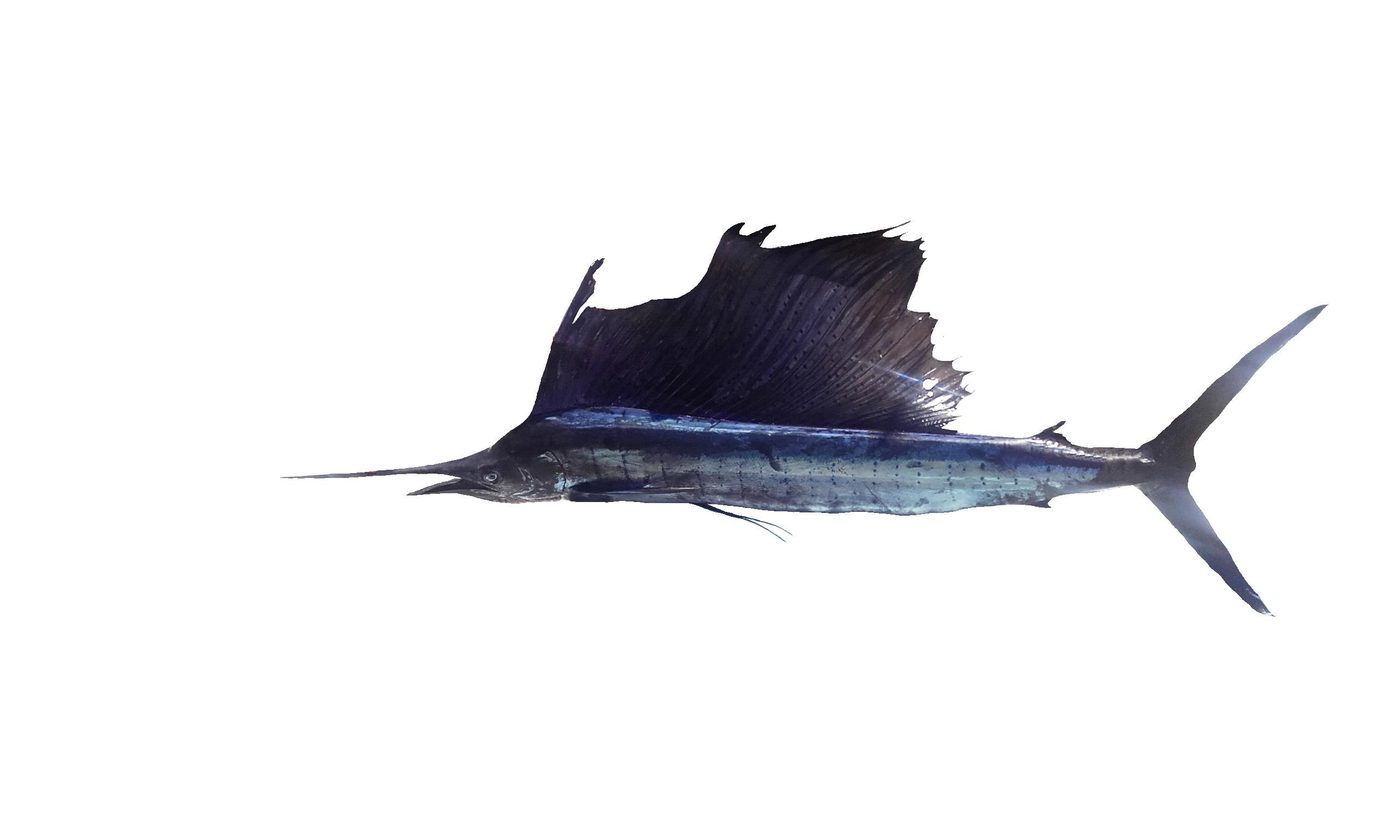 A dark blue sailfish with its tall sail fin raised, shown against a white background